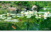 La photo du jour : Les nymphéas de Bastia