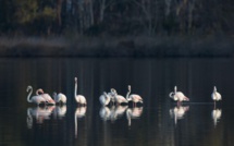 La photo du jour : les flamants roses de Chjurlinu