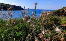 U taravellu, fleur de Pâques par excellence !