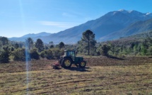 À Corte, la renaissance du blé corse avec l'association U Granu Anticu