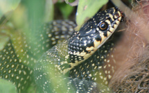Bastia : Où est passé le serpent ?