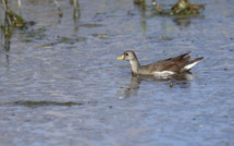Ajaccio : Une Gallinule africaine repérée pour la première fois en France métropolitaine