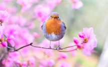 Le Pays d’Ajaccio célèbre le printemps avec un mois d'animations 
