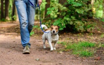 Pourquoi il sera obligatoire de tenir votre chien en laisse en forêt dès le 15 avril ?