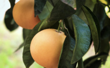 Le Pomelo de Corse : un agrume qui a toute sa place sur nos tables 