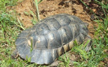 La tortue Marginata est facilement reconnaissable à la "jupe" présente au bas de sa carapace (Crédit photo : a Cupulatta)