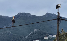 EN IMAGES - Les cigognes de Macinaghju