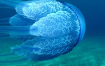 Méduse chou-fleur au large de Bastia