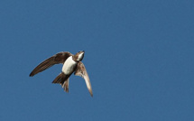 Les Martinets en Corse