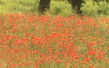 La météo du jour en Corse
