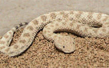 Folelli : les pompiers récupèrent une vipère des sables