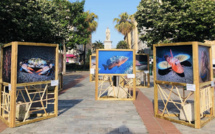 Troisième édition du Festival de la Méditerranée : Ajaccio se mobilise pour la préservation de l'écosystème marin