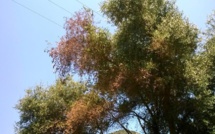 Xylella Fastidiosa : Les inquiétudes du domaine de Petricajola d'Oletta