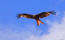 La photo du jour :  U filanciu Corsu