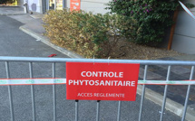 Xylella Fastidiosa : Deux nouveaux plants de polygale à feuille de myrte contaminés à Propriano