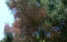 Xylella fastidiosa : La bactérie de Propriano totalement différente de la sous-espèce italienne