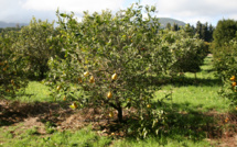 Quel Avenir pour le cédrat, fruit emblématique de Corse ?