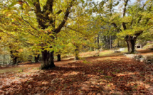 En Corse, l’INRAE mise sur l’innovation pour redynamiser la filière farine de châtaigne 