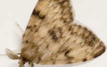 Pourquoi les papillons sont-ils aussi nombreux ces derniers jours à Bastia ?