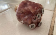 Furiani : des chiens blessés par des saucissons "piégés"