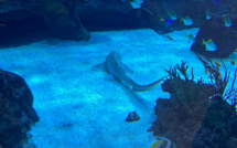 ​A Ajaccio, la présence de requins dans l’aquarium du centre Leclerc crée la polémique