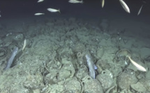 À la découverte des épaves du Cap Corse, un sanctuaire pour la biodiversité marine