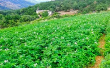 Terranea : un dispositif “d’appui technique” pour le maraichage biologique corse 