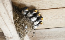 Comment et pourquoi protéger les hirondelles en Corse ? 