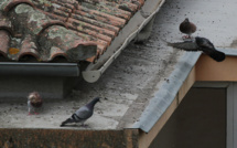 Corte : Il faut arrêter de nourrir les pigeons !
