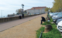 Bastia : Quels arbres ont été choisis pour remplacer les palmiers de la place Saint-Nicolas ?