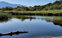 La photo du jour :  Le... crocodile d'Ostriconi ans son milieu naturel