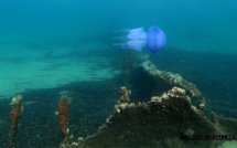 Les restes du "Champagne" retrouvés au large de la Marana