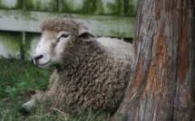 Élevage : la France s'apprête à affronter un nouveau type de fièvre catarrhale ovine