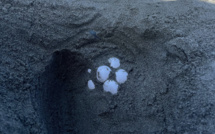 En Corse, la saison de ponte des tortues marines a commencé