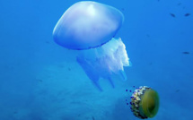 Bastia : L'étrange méduse "œuf au plat"