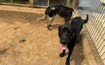 A Furiani, le refuge de Fornacina est saturé : "Les gens prennent les animaux pour des peluches"