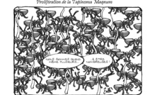 Le dessin de Battì : Tapinoma Magnum, l'invasion