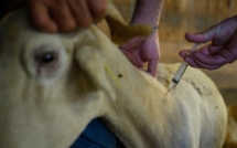 Fièvre catarrhale ovine en Corse: "Vaccinez, vaccinez, vaccinez!"