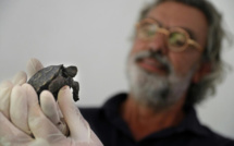 Une tortue des Galapagos est née à Ajaccio, une première en France 