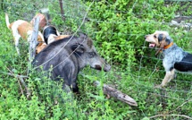 15 août : c'est aussi l'ouverture de la saison de la chasse au sanglier en Corse 