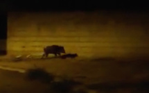 Ajaccio : Les sangliers dans la ville