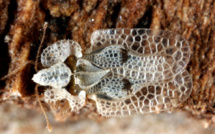 Bastia : le "tigre du platane", hôte désagréable de la place Saint-Nicolas