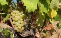 Vendanges 2024 : Une année prometteuse pour les vignerons de l'AOP Ajaccio