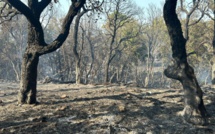Incendie entre Sotta et Porto-Vecchio : la gendarmerie lance un appel à témoins