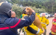 Un sauvetage inattendu en montagne : un chien perdu, retrouvé par les forestiers-sapeurs de Conca