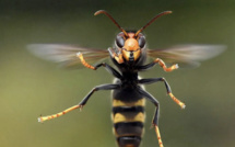 Corse : alerte au frelon asiatique à Bastelicaccia