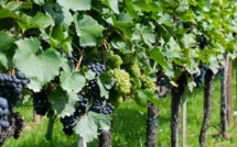 Un vignoble de Patrimonio sélectionné dans le guide Randos vin en France