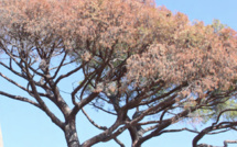 Bastia : un pin parasol bicentenaire du Jardin Romieu doit être abattu