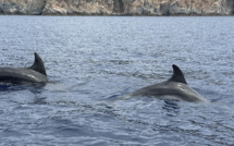 La photo du jour : les dauphins de Galeria