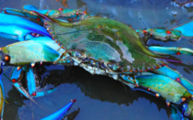 Biguglia : Une journée pour apprendre à mieux connaître et gérer le crabe bleu